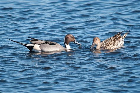 Northern Pintail | LandPKS