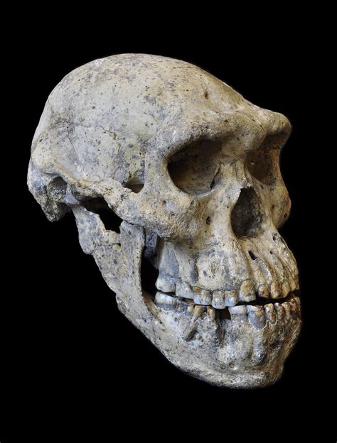 Homo Naledi skull replica reconstruction Full-size reconstruction ...