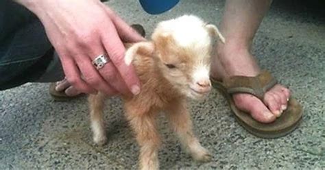 This Baby Goat Can't Stop Jumping All Over The Place