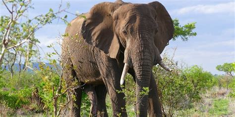 African Elephant: A Guide To The Elephants Of Africa ️