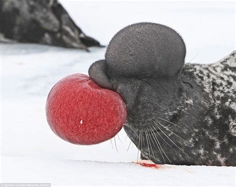 A hooded seal inflating its own nose. | Unusual animals, Paper animals ...