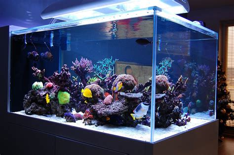 Best tanks from around the world. - Page 32 | Saltwater tank, Marine ...