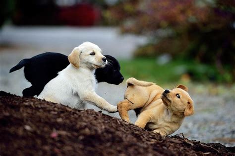 Close-up Of Puppies Playing Together Photograph by Beck Photography