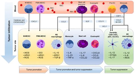 Friend or Foe? Recent Strategies to Target Myeloid Cells in Cancer ...