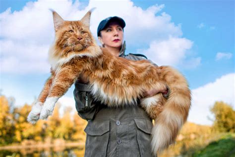 Maine Coon Size Compared to a Normal Cat - Cat-World