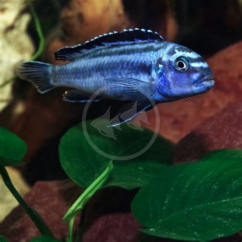 CICHLID - JOHANNI ELECTRIC BLUE Melanochromis johannii - Aquatics Unlimited