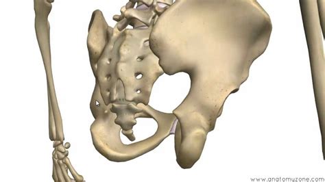 Bones of the Pelvis - Hip Bones - Anatomy Tutorial - YouTube