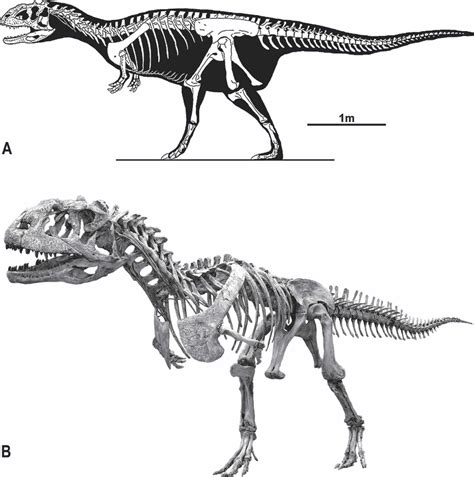 Megalosaurus Skeleton