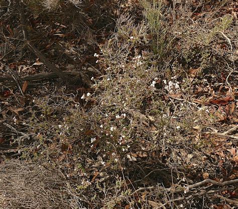 Obovate leaf white bearded heath Leucopogon sp Boyagin WA … | Flickr