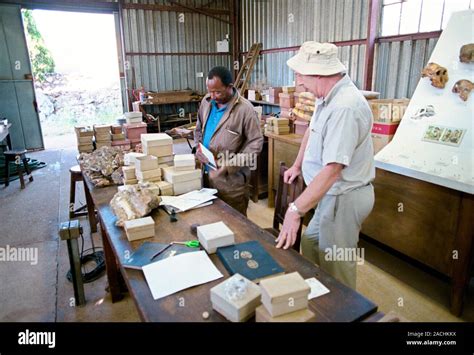 Prehistoric hominid fossils. Archaeologists checking newly excavated ...