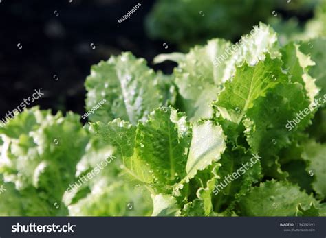 Green Lettuce Leaves Growing On Soil Stock Photo 1134032693 | Shutterstock