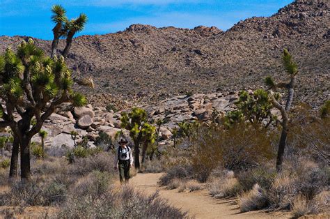 New photos: Joshua trees in the Southern California desert are in 'once ...