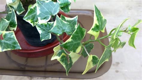 English Ivy - Indoor plant - YouTube