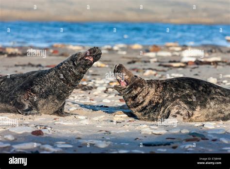 Grey Seals (Halichoerus grypus), two males threatening each other ...