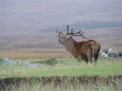 A population of red deer on a Scottish island are providing scientists ...