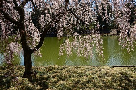 Tips for Taking Great Photos of Cherry Blossoms | Nikon