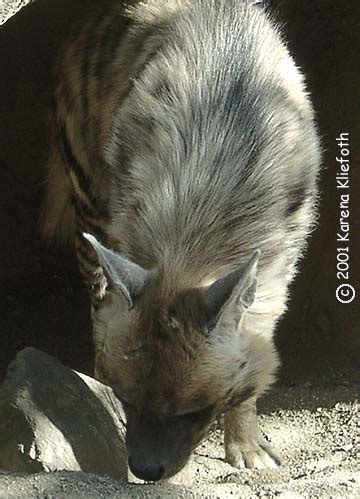 Photos of Striped Hyenas!