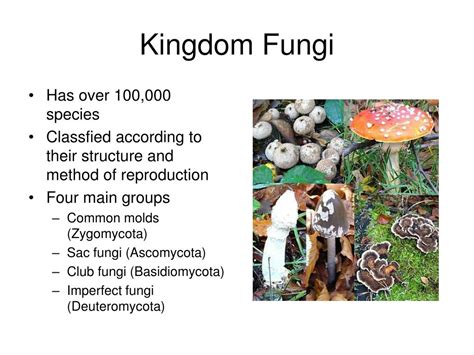 Ppt Categories In Classification Of Fungi Kingdom Fungi Phylum | The ...