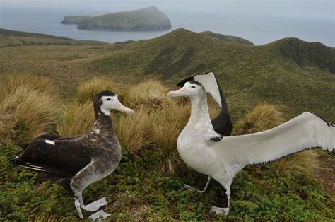 10 facts about Albatrosses | WWF-New Zealand