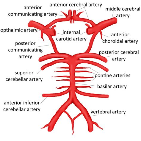 Detail Of The Circle Willis Anterior Middle And | 아나토미