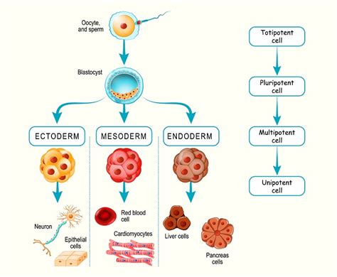 [LS1-4] Cellular Division and Differentiation | Biology Dictionary