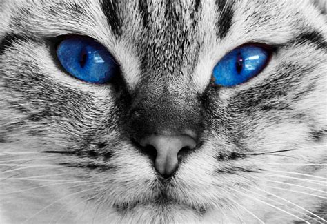 Cat Blue Eyes Free Stock Photo - Public Domain Pictures