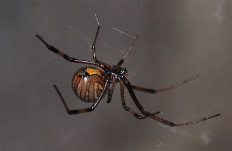 Israeli studies try to understand how brown-widow spiders spread - The ...