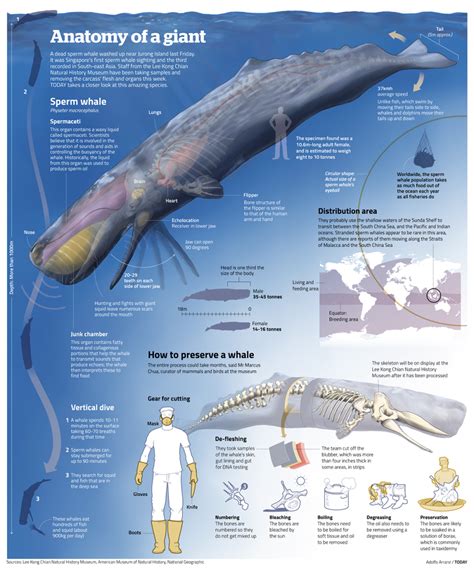 Uncover the Secrets Behind the Anatomy of a Giant - Visualoop