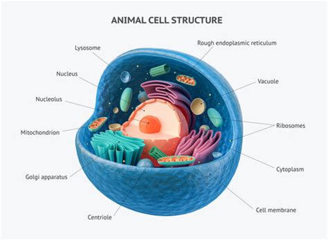 Animal Cell | Create WebQuest