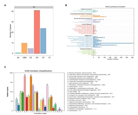 Functional prediction of Pediococcus acidilactici. (A) CAZy analysis of ...