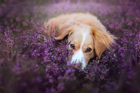 dog, Animals, Depth Of Field, Flowers, Purple Flowers Wallpapers HD ...