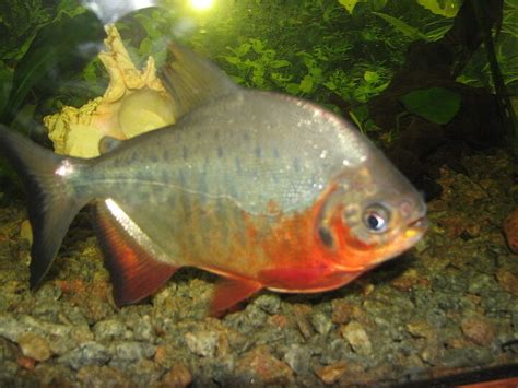 Pacu Fish Breed Information and Pictures - PetGuide | PetGuide