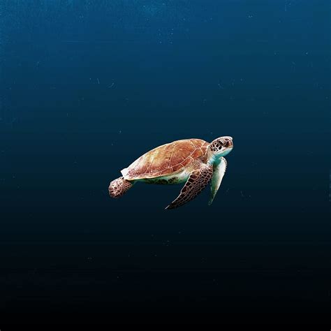 Free download | HD wallpaper: turtle of windows | Wallpaper Flare