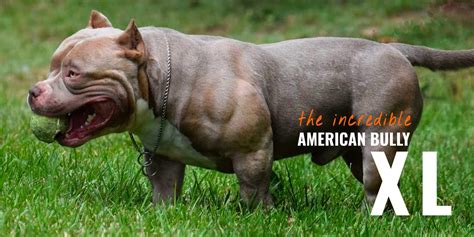 American Bully XL – Standard, Regimen, Bloodlines, Breeding & FAQ ...