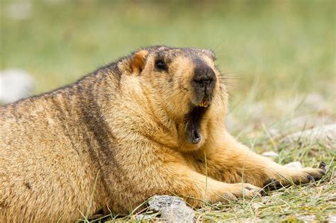 Himalayan marmot (groundhog) | Prarie dog, Prairie dog, Marmot