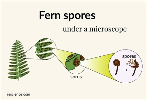 Spore Formation In Plants