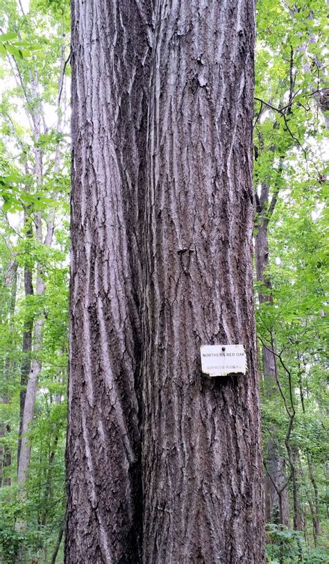 Northern Red Oak tree bark, located at University of Georgia's Thompson ...