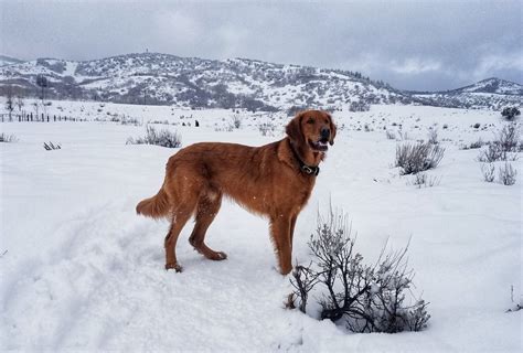 Dog Friendly Lakes And Reservoirs Near Salt Lake City - Dog Friendly SLC