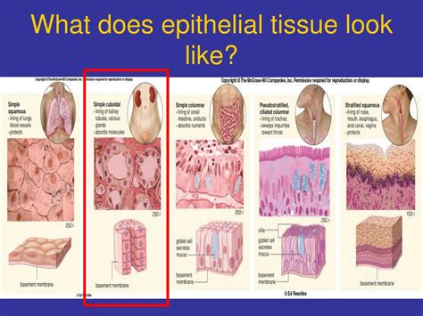 Ppt Tissue Introduction Epithelial Tissue Physiology Dokumen Tips | The ...