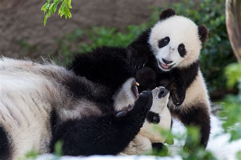 Giant Pandas Playing