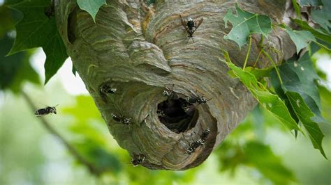 Paper Wasp Nest Removal