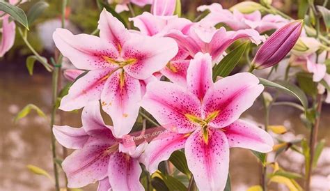 How to keep lily flower last longer? GS Flowers Melbourne