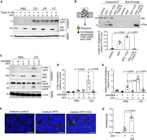 Lysosomal stress drives the release of pathogenic α-synuclein from ...