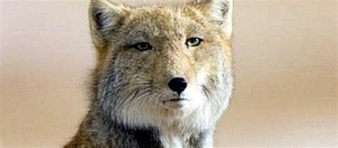 The Unusual Looking Tibetan Sand Fox | Critter Science