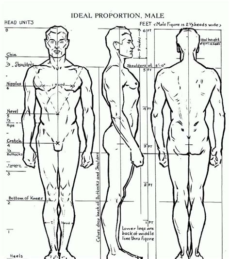 Human Body Proportion Drawing : Drawing The Human Figure: Angles ...