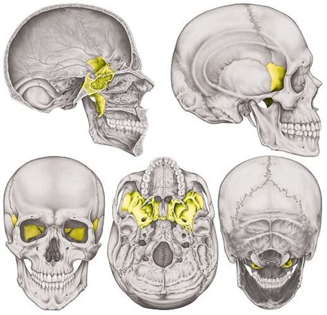 Sphenoid Bone - The Definitive Guide | Biology Dictionary