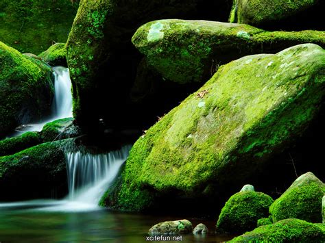 🔥 [50+] Green Nature Wallpapers Desktop | WallpaperSafari