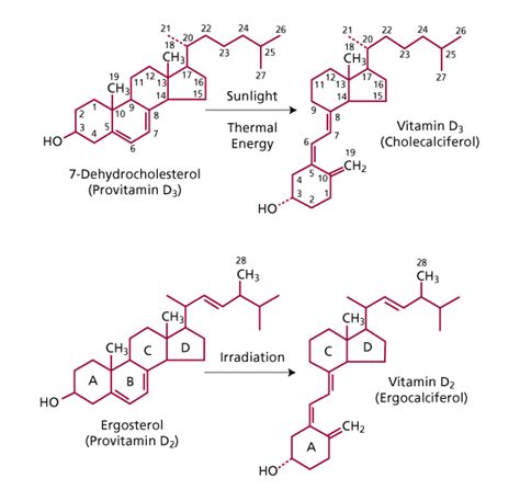 Vitamin D and Metabolites - Warde Medical Laboratory