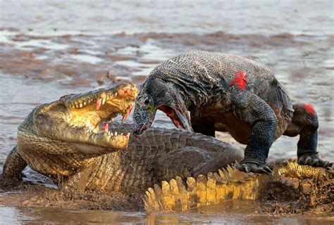 Meet The World's 10 Most Dangerous Animals You Don't Know