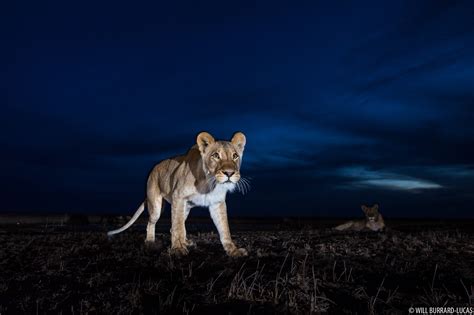 Lion Dusk | Will Burrard-Lucas